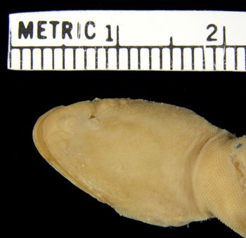Media type: image;   Herpetology R-26994